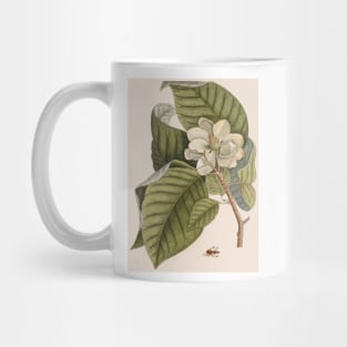 Cucumber tree (Magnolia acuminata) (C010/8074) Mug